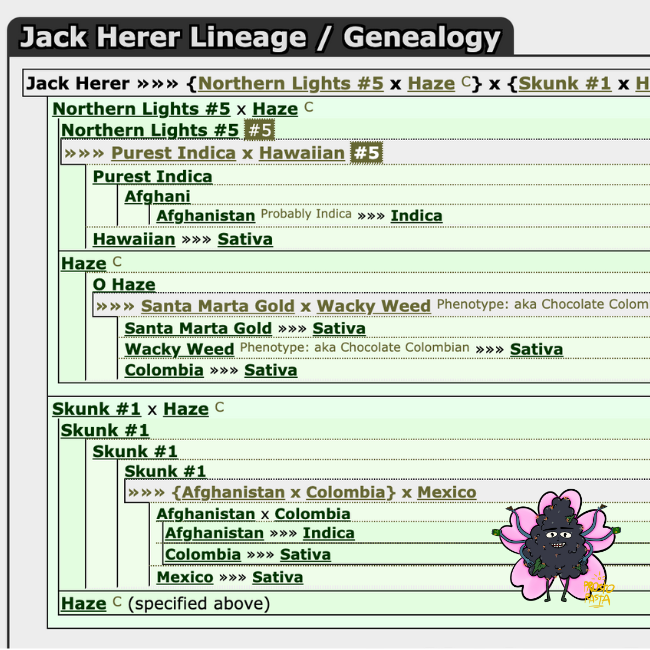 Jack Herer генетика
