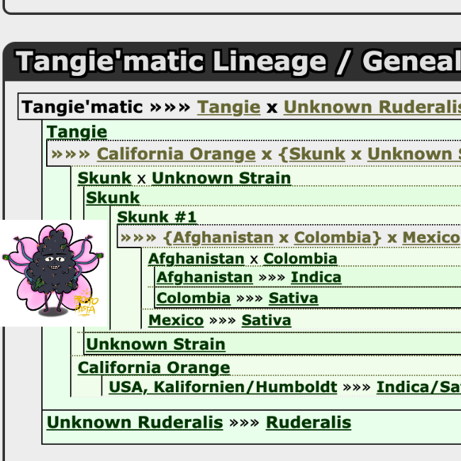 Генетика Tangie Matic